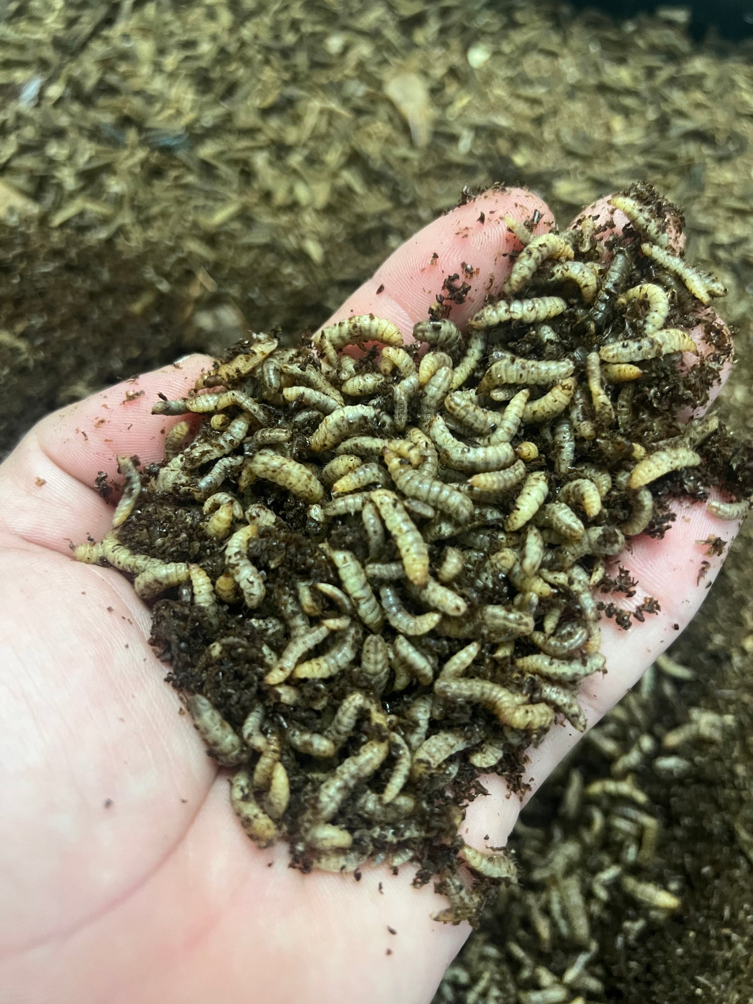 Black Soldier Fly Larvae