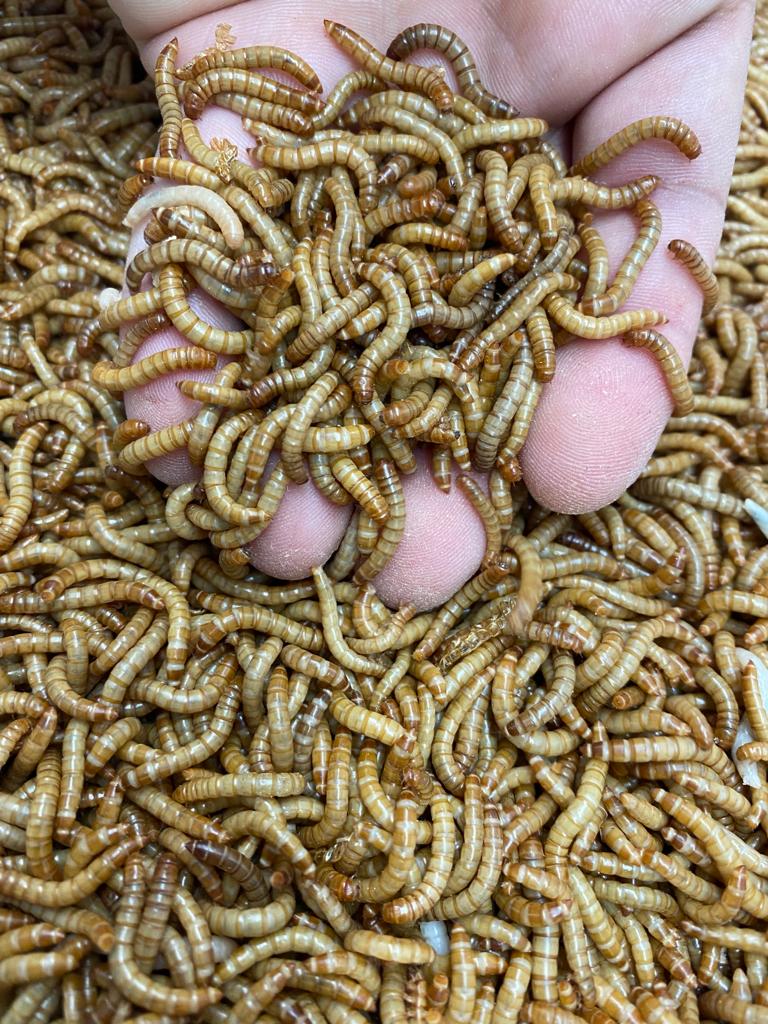 Mealworms