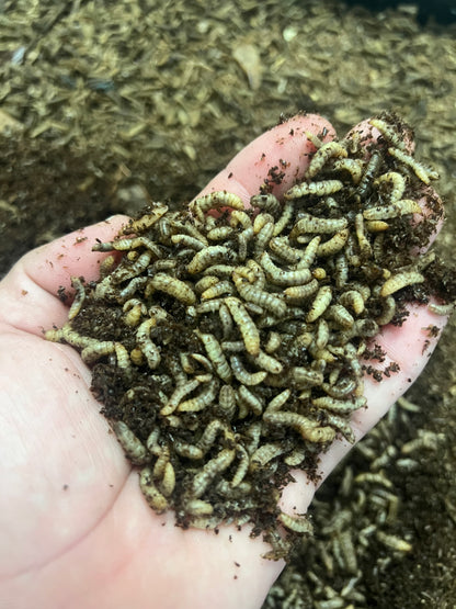 Mixed Size Black Soldier Fly Larvae