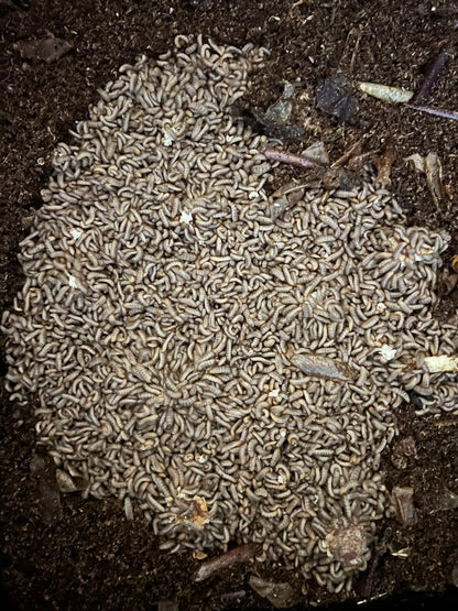 Mixed Size Black Soldier Fly Larvae