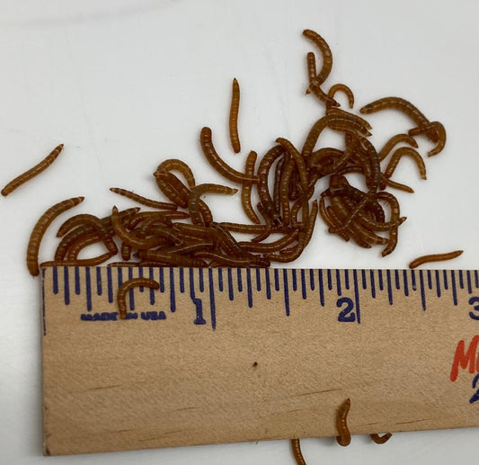 Small Mealworms