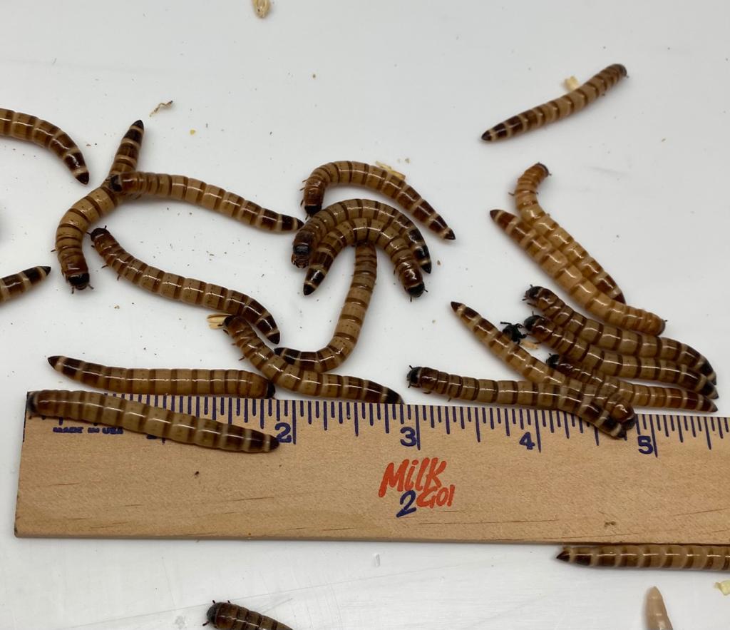 Large Superworms