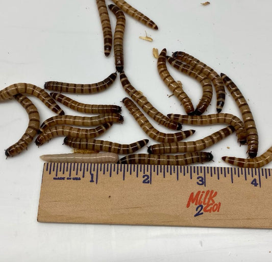 Medium Superworms