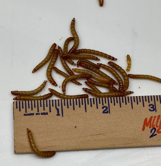 Medium Mealworms