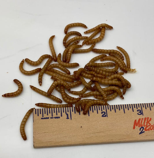 Large Mealworms